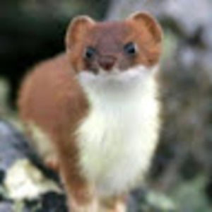 Meet your Posher, Rascals